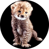 animal.to.risk