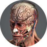 com.ptools.anatomy