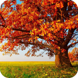 com.autumn.wallpaper.autumndulalwallpaper