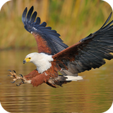 com.eagle.wallpaper.eagledulalwallpaper