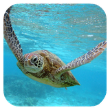 seaturtlehd.tbem.com