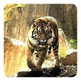 com.TigerLiveWallpaperHD
