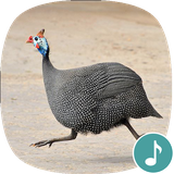 io.appp.sounds.guinea_fowl