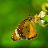 com.myapp.Butterfly.Wallpaper.Hd