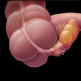 com.bimare.apandists