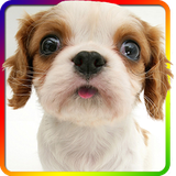 pl.infinzmedia.sniffingpetsfree