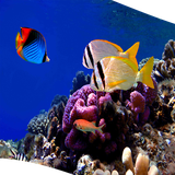 com.anjelapp.mahi