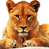 org.nokteh.animalsforchildren4_10