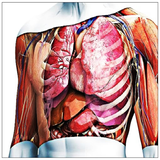 humananatomy.anatomiahumana.sistemamuscular