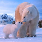 com.wildlife.bear
