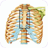 chetor.bimarihayeostekhanvamafasel