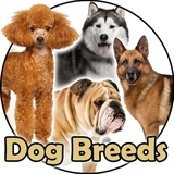 air.LearnDogBreedsEnglish