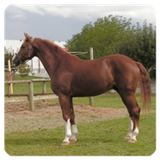 com.bbqarmy.horsesounds