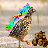 ir.parvaresh.va.jojekeshe.belderchen.d