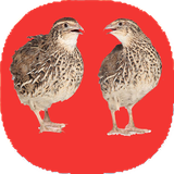 com.mnz_ht.belderchin