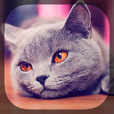com.fun.cutecats