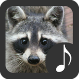 com.robinvanrodeman.raccoon