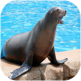 didar.pestandaranekenia