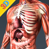 com.archi.Human3DAnatomyarchi
