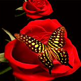 com.dakshapps.redrosesbutterfly