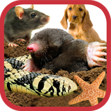 ir.tinasoft.animal_olfactory