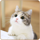 com.rsoft.cutecat.hdwallpapers