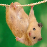 com.hamster.hamster