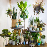 com.DecorativePlantsIndoor.bajawidia