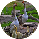 com.khorshid_ht.parvareshghaz