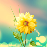 com.livewallpapers3d.flowers3dlivewallpaperfree