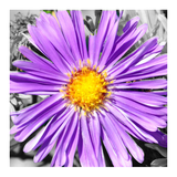 com.yourelink.photox