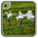 com.Spiderlings.AnimalGardenStatuesDesign
