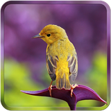 com.rsoft.cutebirds.hdwallpapers