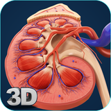 com.visual3dscience.Kidney