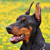 com.wallpapershd.DobermanPinschersWallpapers