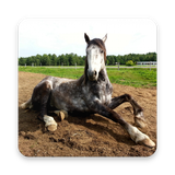 com.andromo.dev232445.app401607