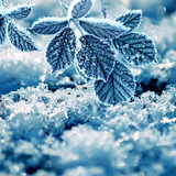 com.amaxlwps.winterlivewallpaper