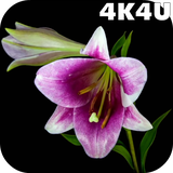 com.lwp4k4u.flowers