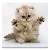 com.sbardyuk.catphotos