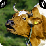 com.appsbrand.cowsounds