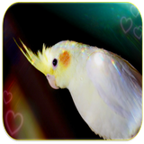 com.eliaswilliam.CockatielSoundsOffline