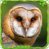 com.glufun.owl.simulator