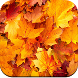 com.hd.autumnwallpaper.backgrounds.autumn.wallpapers.nicewallpaper