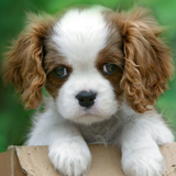 pl.infinzmedia.cutepuppyfree