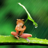 com.myapps.Rain.HD.Wallpaper