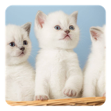 com.hd.KittensLiveWallpaper