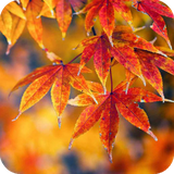 com.autumn.leaf.wallpaper