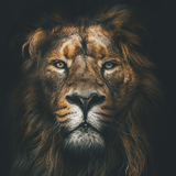 com.planetravel.android.lionwallpaper