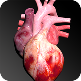 com.anatomyapps3d.circulatory3d