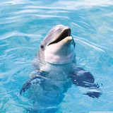 com.myapp.Dolphin.Wallpaper.Hd